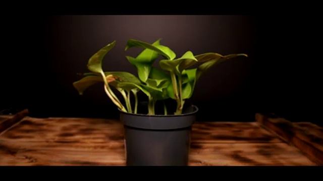 ?? Neon Czy Lemon? Epipremnum Vs Philodendron