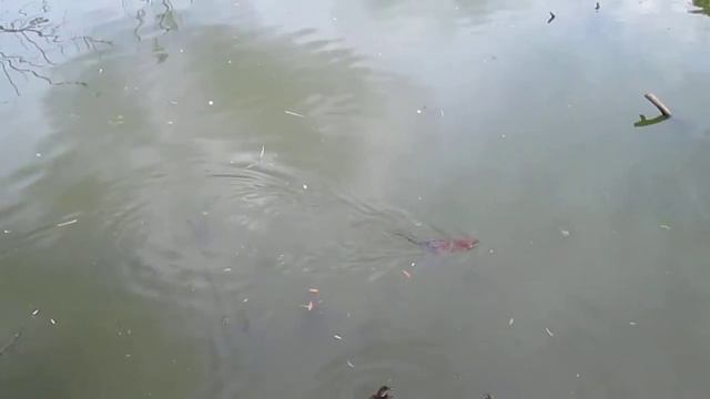 Дикая ондатра в Москве смотреть онлайн