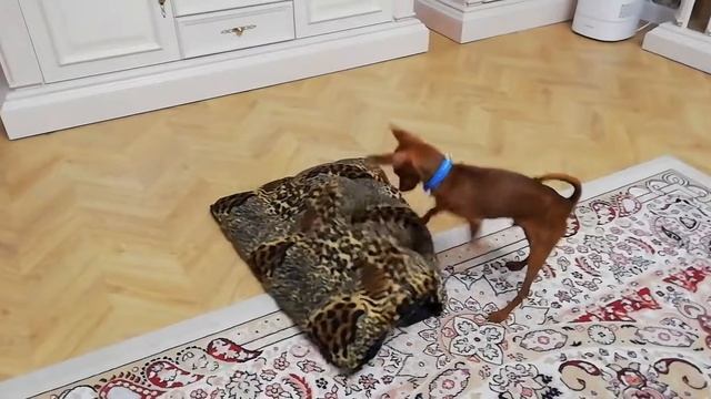 Пражский Крысарик развлекается! смотреть онлайн