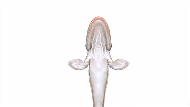 "Tiktaalik" Preview Textured смотреть онлайн