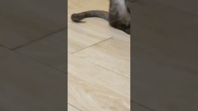 Зачем же кошке хвост? смотреть онлайн