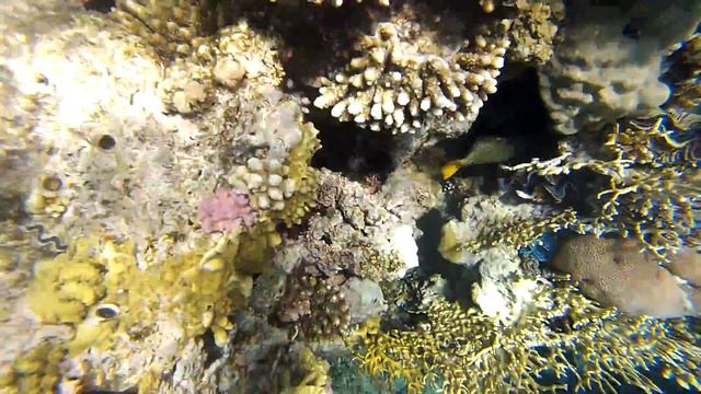 Спинорог. Риф отеля Hilton Sharks bay. Red sea. Egypt смотреть онлайн