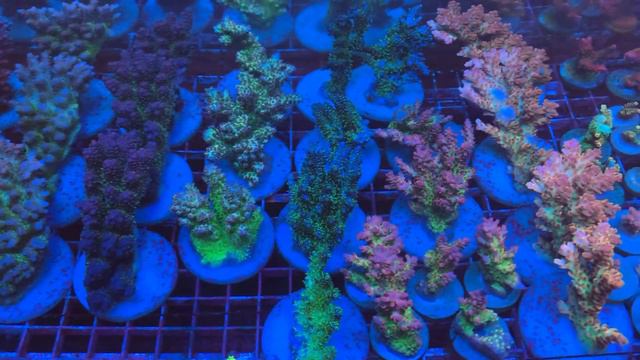 Австралийские Акропоры «REEF EXCLUSIVE» смотреть онлайн