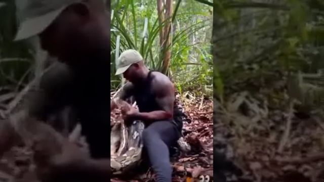 Buzz Tv+ || Capture d'un boa python de plus de 13 mettre de long/ #animaux #nationalgeographic смотреть онлайн