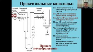 Мочегонные средства