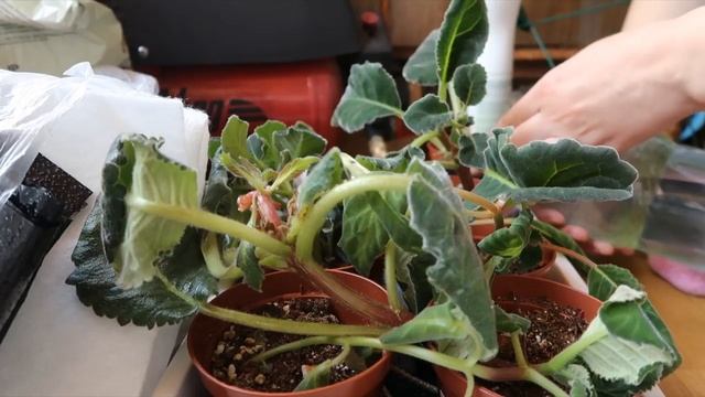 КАПИЛЛЯРНЫЕ МАТЫ / Капиллярный полив растений смотреть онлайн