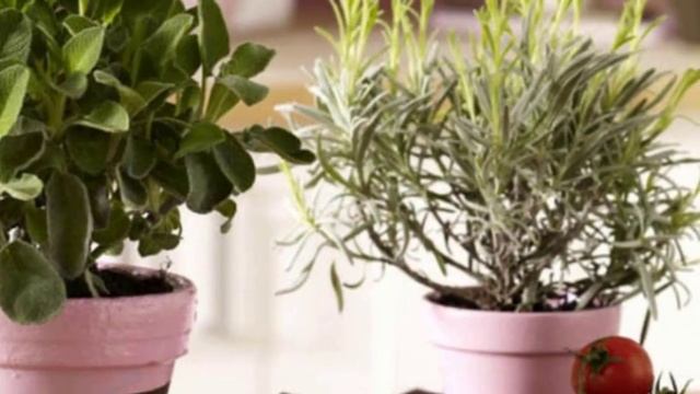 Что будет если полить цветы уксусом??? смотреть онлайн