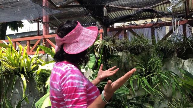 Airplant/Tillandsia Care Tips смотреть онлайн