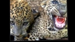 Улыбки животных