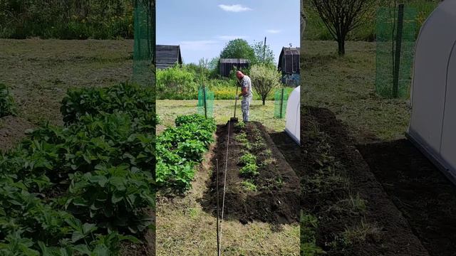 Дурная голова рукам покоя не даёт🤪 смотреть онлайн