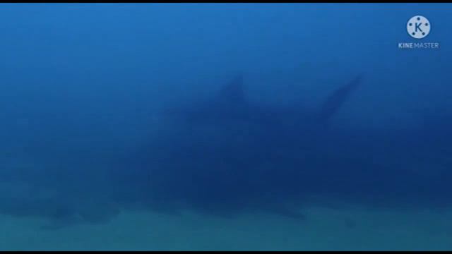 World Oceans Day смотреть онлайн