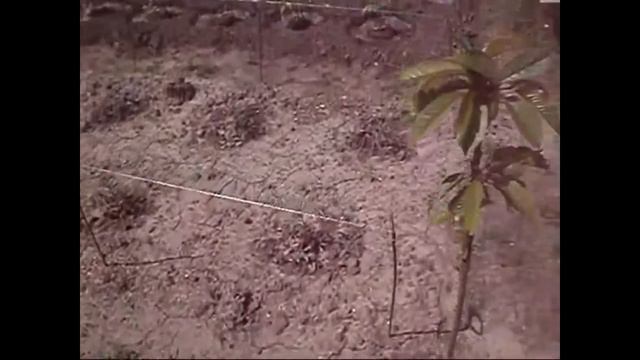 Рассада помидор ! Продолжаем сажать томаты!