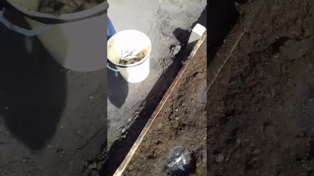 Посадка огурцов и рыбы! смотреть онлайн