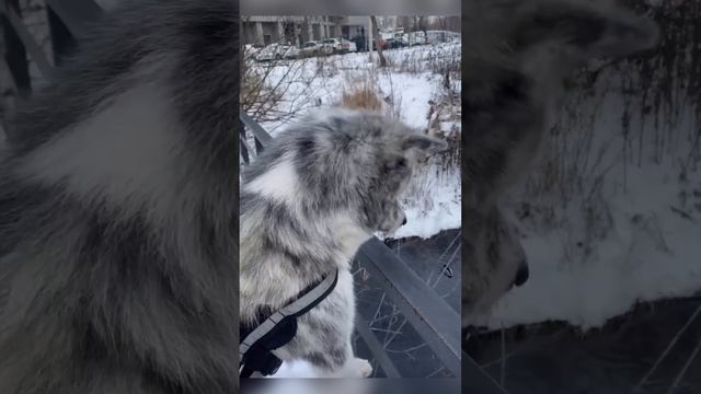 Пересчет уток) смотреть онлайн