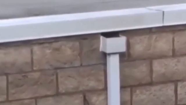 Приколы животных 2 ЧАСТЬ смотреть онлайн