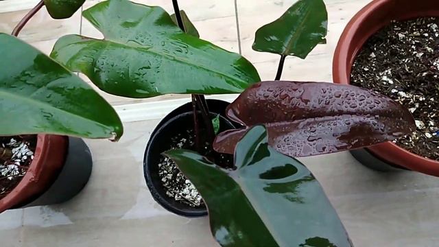 My Philodendron Collection #zonazchannel