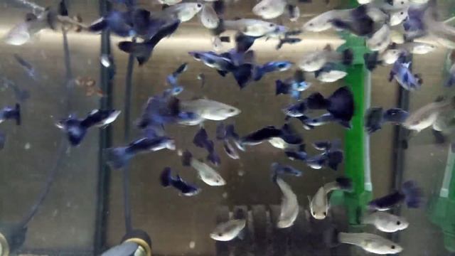 Пецилия дисковая, гуппи. смотреть онлайн