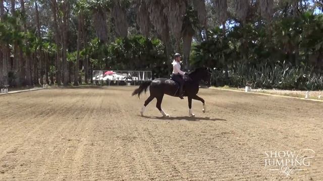 Equestrian Training Scale Ep. 7 Collection