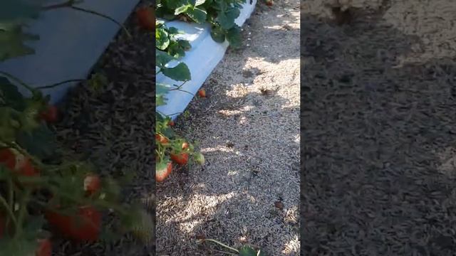 Крапо 10.Самый урожайный сорт НСД. смотреть онлайн