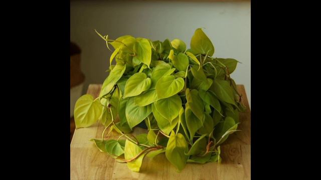 How to Care for Lemon Lime Philodendron смотреть онлайн