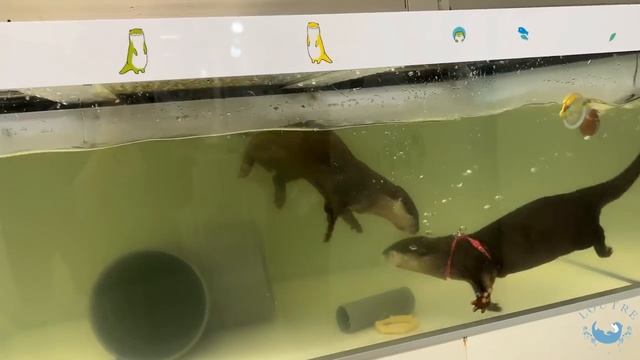 New Otter Couple!