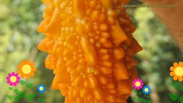 Мамордика Дракоша. Краткий обзор, описание характеристик, где купить Momordica Drakosha