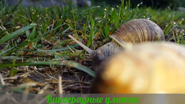 Виноградные улитки