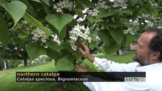 Trees with Don Leopold - northern catalpa смотреть онлайн