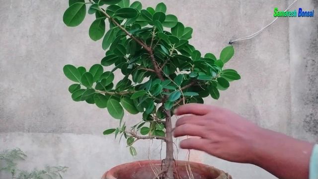 Chinese Banyan Bonsai Tree Care And Pruning смотреть онлайн