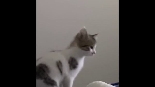 Милые и забавные котейки