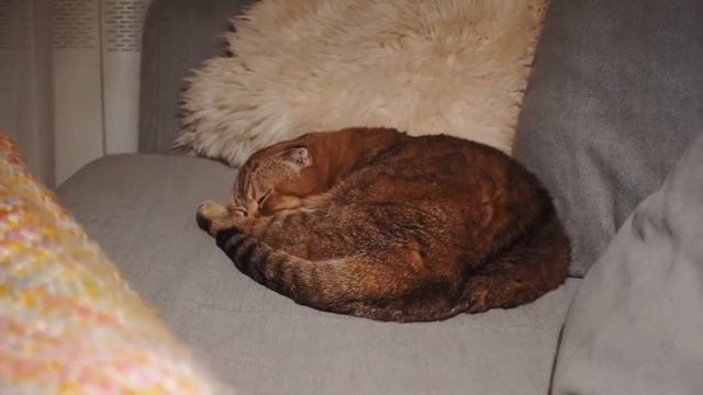 VLOGMAS DAY 3 ❤️  СВАДЕБНЫЙ МАНИКЮР! ЗАЧЕМ? ПОМОЖЕМ ЖИВОТНЫМ ВМЕСТЕ