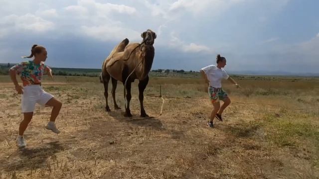 Африканский танец (Afro dance) на фоне Верблюдов смотреть онлайн