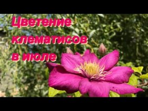 Цветут клематисы ВИЛЬ ДЕ ЛИОН и РУЖ КАРДИНАЛ ? в новой цветочной клумбе ?.mp4