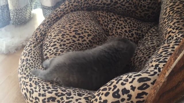 Кошка Гера лупит Джека. Котята уже лакают Молоко и ходят в туалет. смотреть онлайн