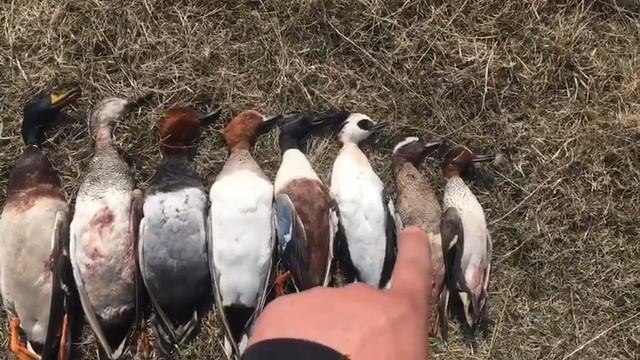 Скоро, друзья, скоро! У нас будет праздник! смотреть онлайн