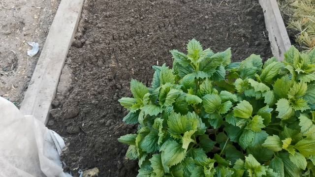 Как посадить рассаду астры в открытый грунт.