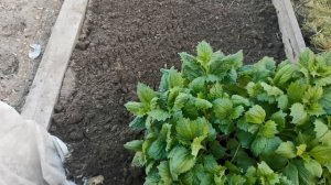 Как посадить рассаду астры в открытый грунт.