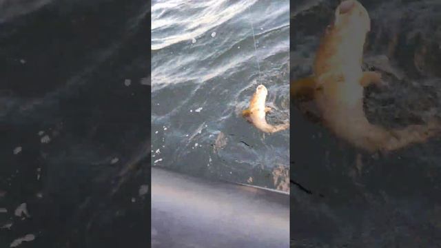 Треска. Отчёты смотреть онлайн