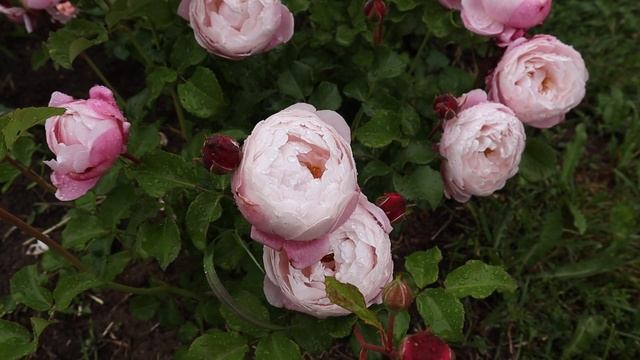 Японская роза Плум - невероятно красивая, нежная и ароматная роза! Rose Plume смотреть онлайн