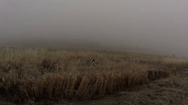 Где же зайцы?!!! смотреть онлайн