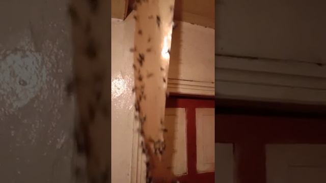 мухи на ленте залипли капитальнно?⛱️.mp4 смотреть онлайн