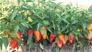 Сорт перцев Подарок молдовы