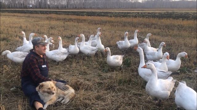Вечерняя поверка))) Отбой! На взлёт команды не было! смотреть онлайн