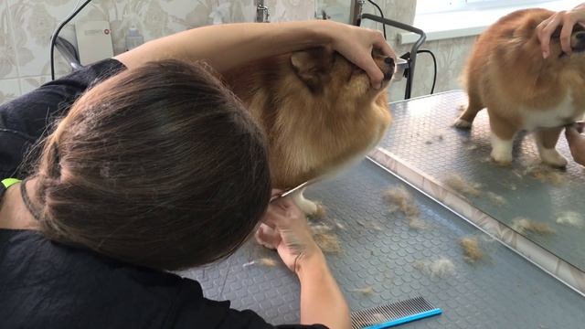 Урок: Стрижка шпица. Нестандарт. Укороченный вариант. смотреть онлайн