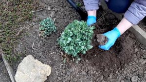 Очиток видный   лучший осенний цветок Способы размножения