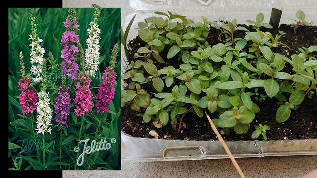 Рассада Дербенника иволистного (Lythrum salicaria) 'Happy Lights' смотреть онлайн
