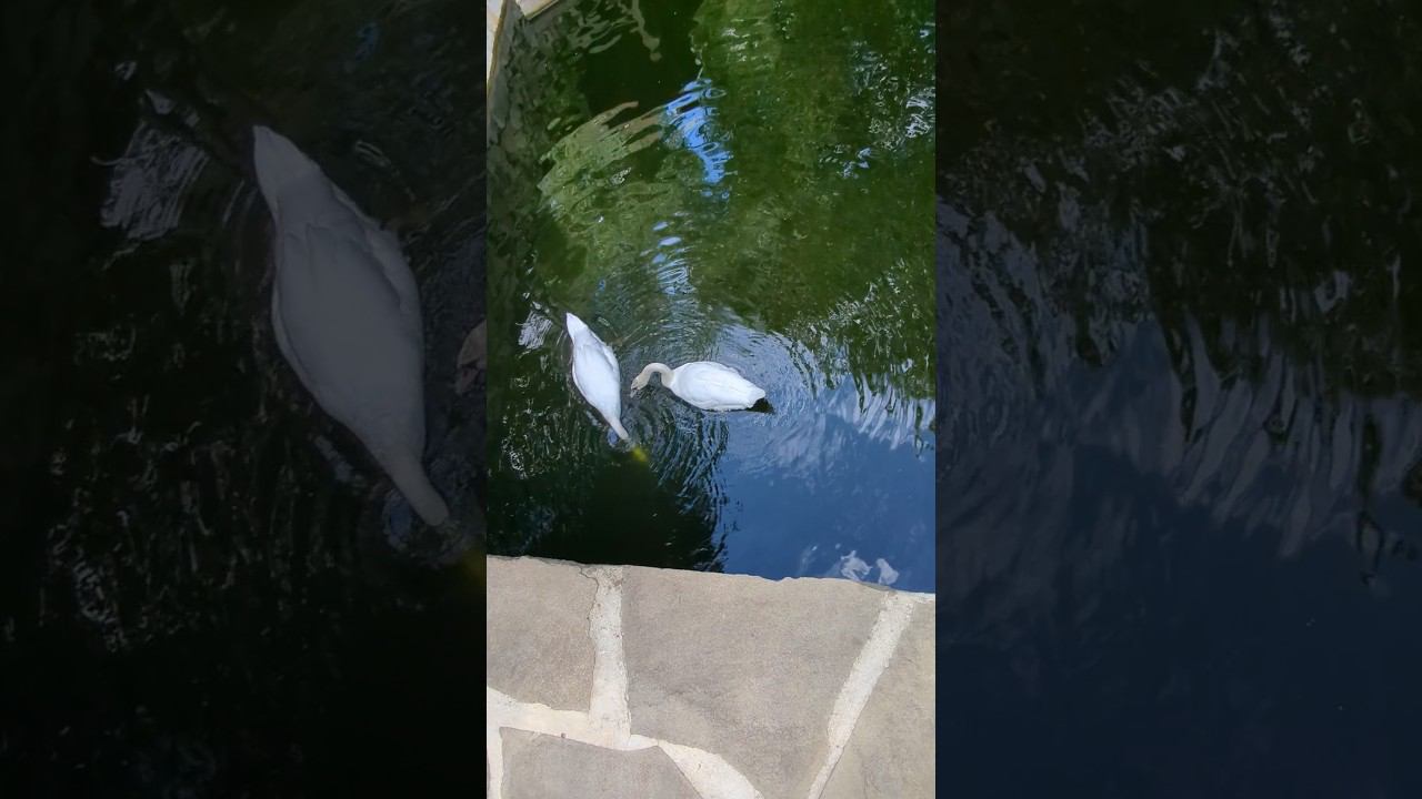 лебеди и лестница - водопад #shorts #природа #nature смотреть онлайн