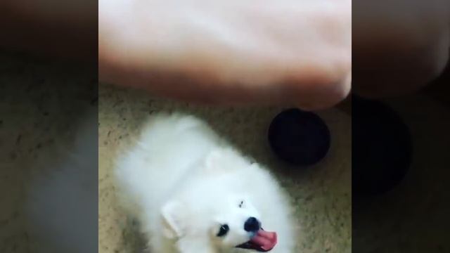 Белый Малый немецкий шпиц смотреть онлайн