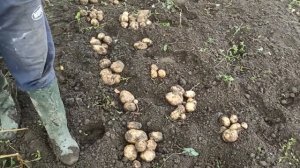 Картофелекопатель STALK (ручная картофелекопалка СТАЛК)