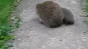 В.Берестов "Прощание с другом".